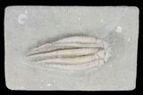 Crinoid (Scytalocrinus) Fossil - Crawfordsville, Indiana #99915-1
